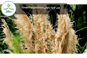 چمن کوتوله پامپاس (Dwarf Pampas Grass)