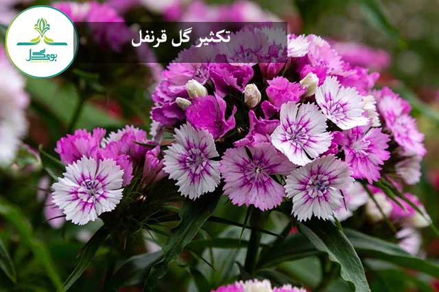 تکثیر گل قرنفل یا قلم فور