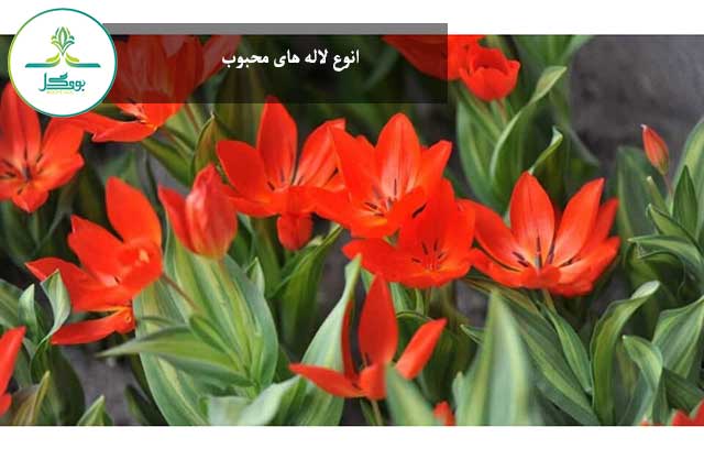 انوع لاله های محبوب