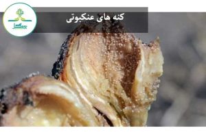 کنه های عنکبوتی در گل لاله