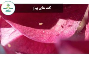 کنه های پیاز