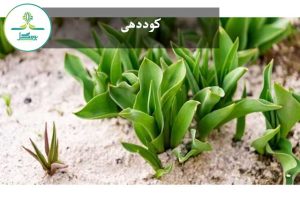 کوددهی