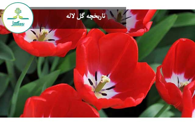 تاریخچه گل لاله