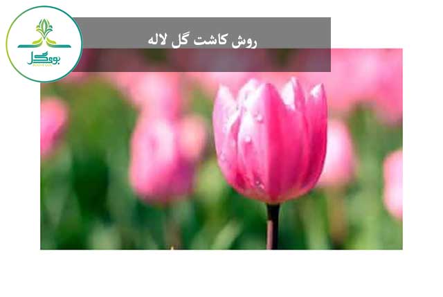 روش کاشت گل لاله