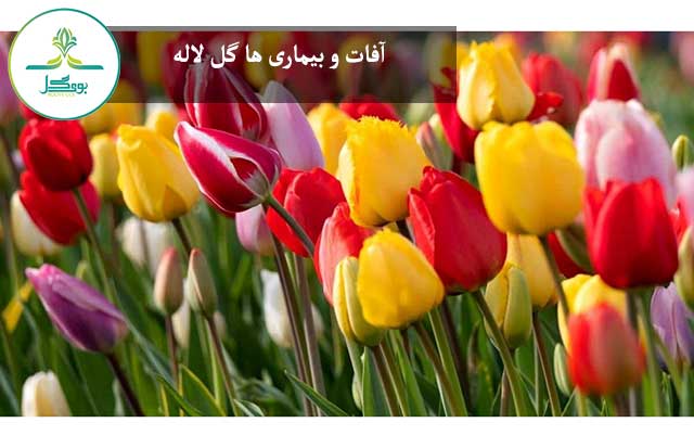 آفات و بیماری ها گل لاله