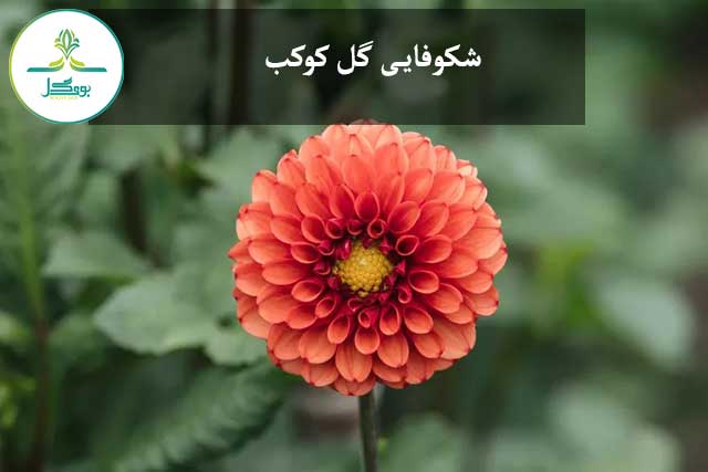 شکوفایی کوکب