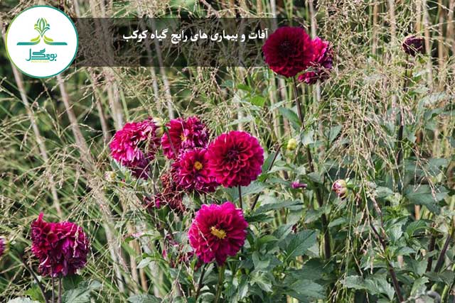 آفات و بیماری های رایج گیاه کوکب