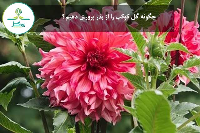 گل کوکب