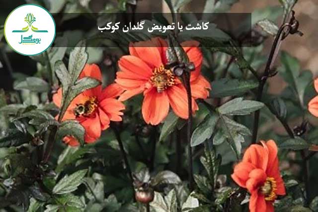 کاشت یا تعویض گلدان گل کوکب