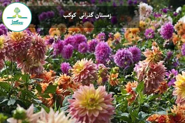 زمستان گذرانی کوکب