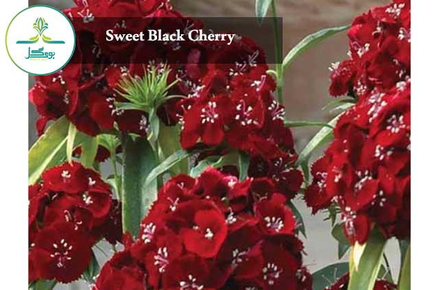 Sweet Black Cherry