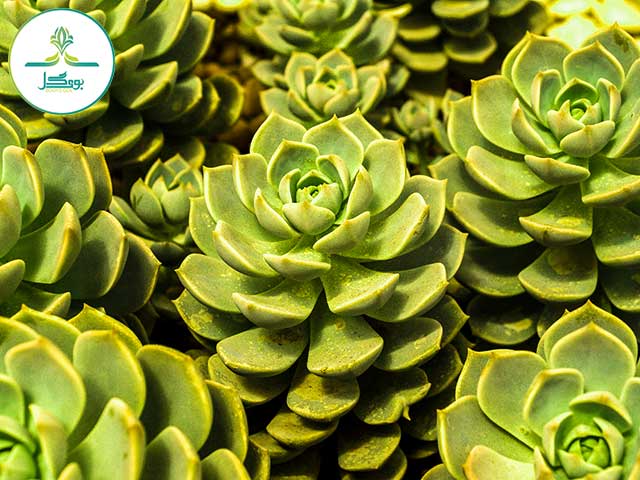 cactus-desert-plant-green-nature-garden