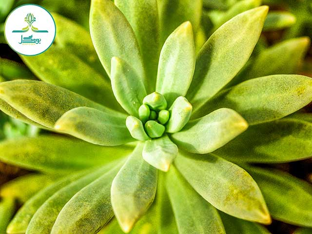 cactus-desert-plant-green-nature-garden
