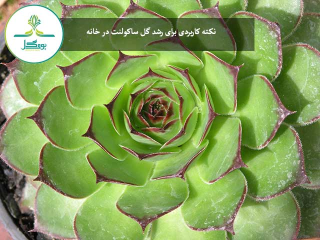 گل ساکولنت