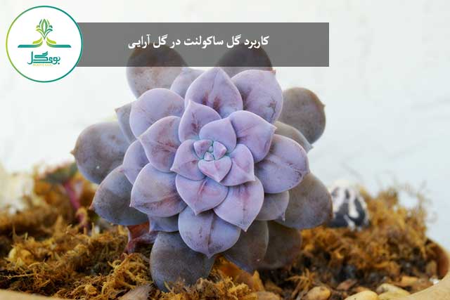 nature-growth-plant-leaf-flower-purple