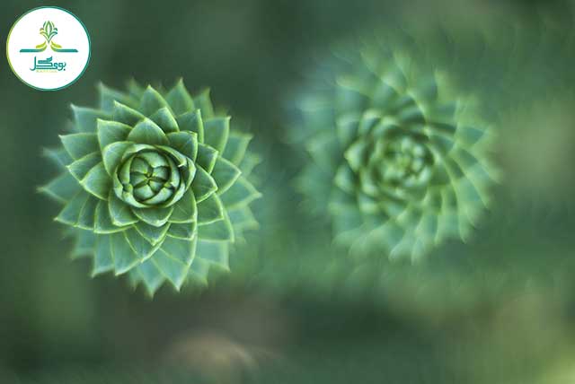 nature-growth-plant-photography-texture-leaf