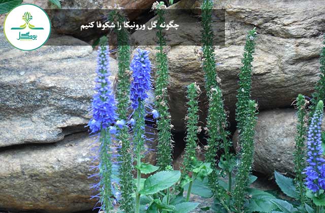 nature-outdoor-rock-plant-flower-stone