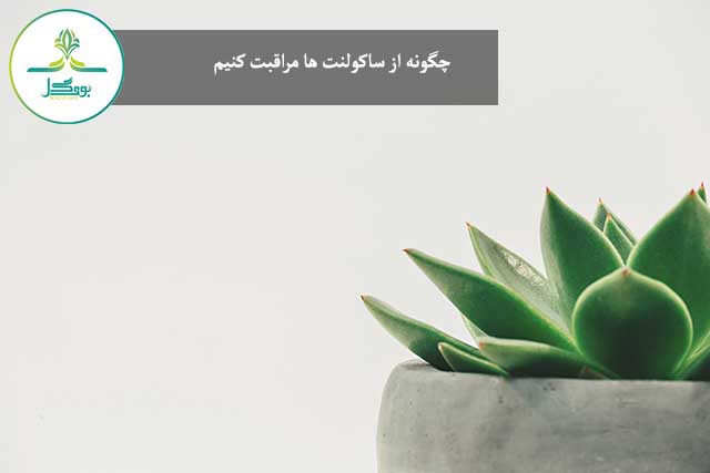 چگونه از ساکولنت ها مراقبت کنیم