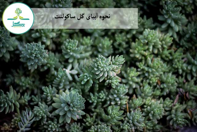 نحوه آبیاری گل ساکولنت