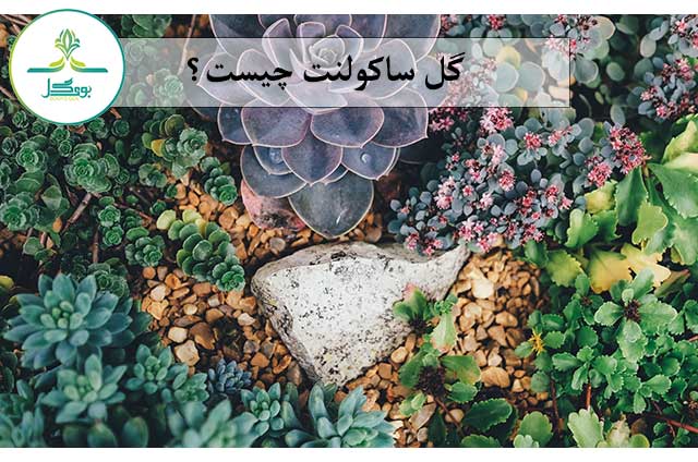 گل ساکولنت