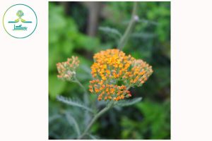 Achillea ‘Terracotta’