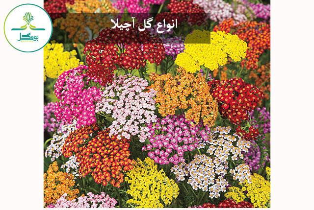 انواع گل آچیلا