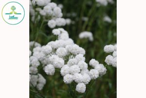 Achillea ptarmica ‘The Pearl