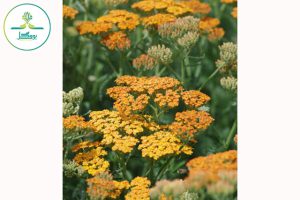 Achillea 'Inca Gold