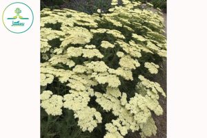 Achillea nobilis subsp. Neilreichii