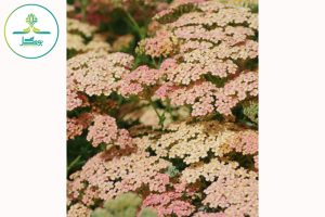 گل آچیلا Achillea ’Lachsschönheit '