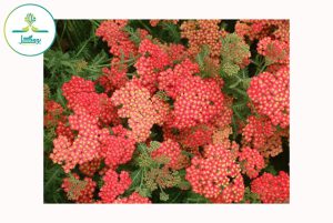 Achillea ‘Fanal’