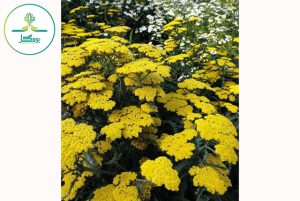 Achillea ‘Moonshine’