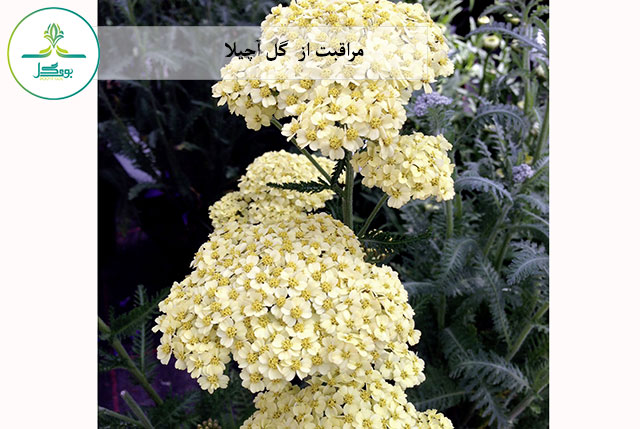 گل آچیلا