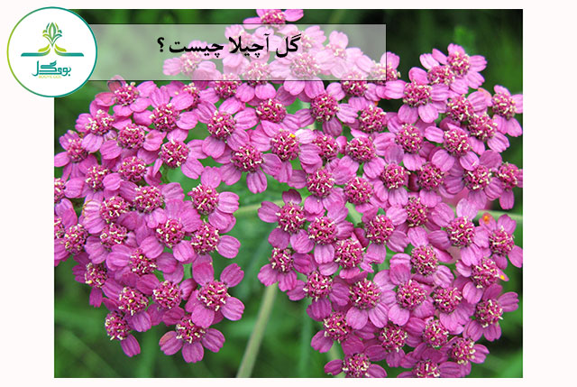 گل آچیلا بنفش