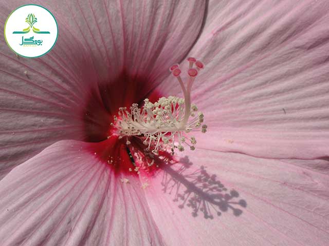 blossom-plant-photography-flower-petal-high