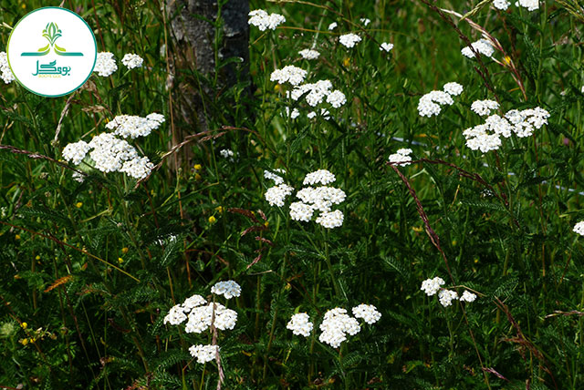 Achillea
