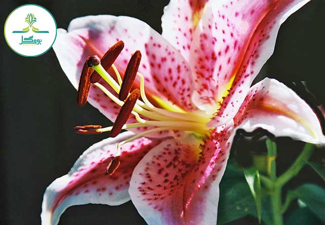 flower-lily-flowering-plant-petal-plant-pink