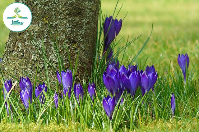 grass-plant-field-lawn-meadow-prairie-