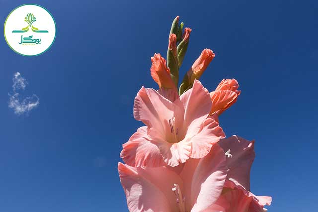nature-blossom-plant-field-flower-petal