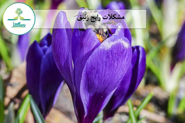 nature-blossom-plant-flower-purple-petal