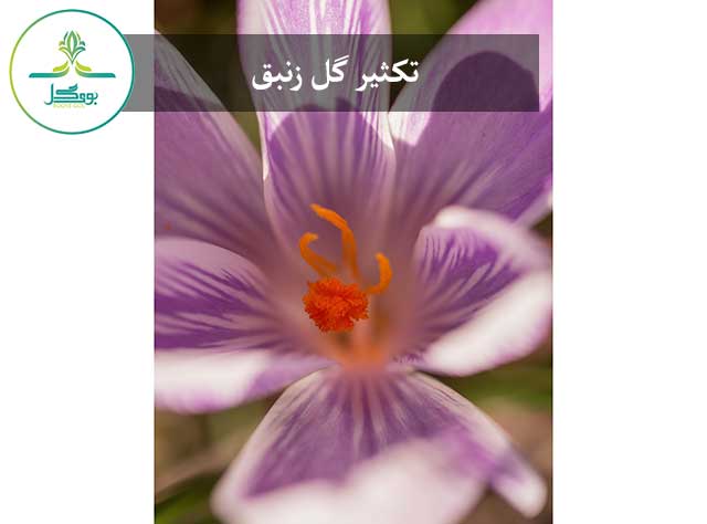 nature-blossom-plant-photography-flower-purple