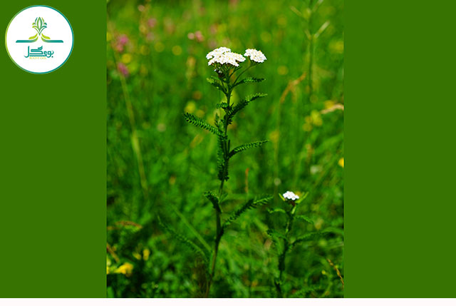 nature-blossom-plant-white-field-meadow