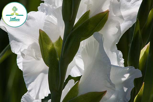 nature-blossom-plant-white-flower-petal