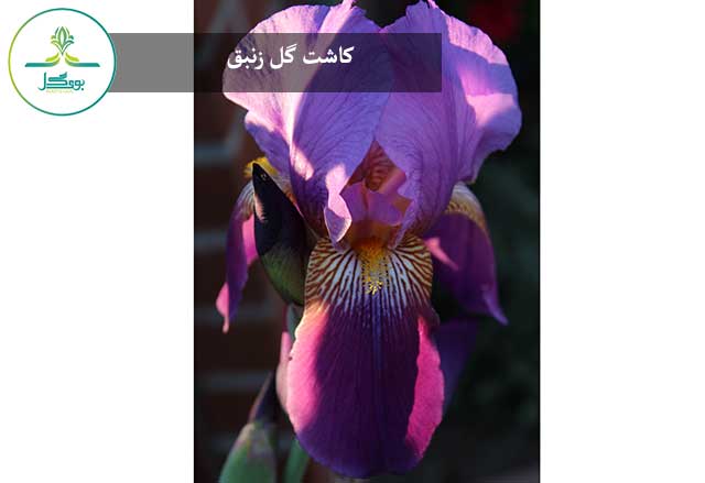 گل زنبق