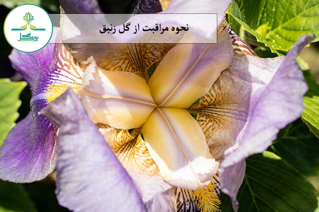 گل زنبق