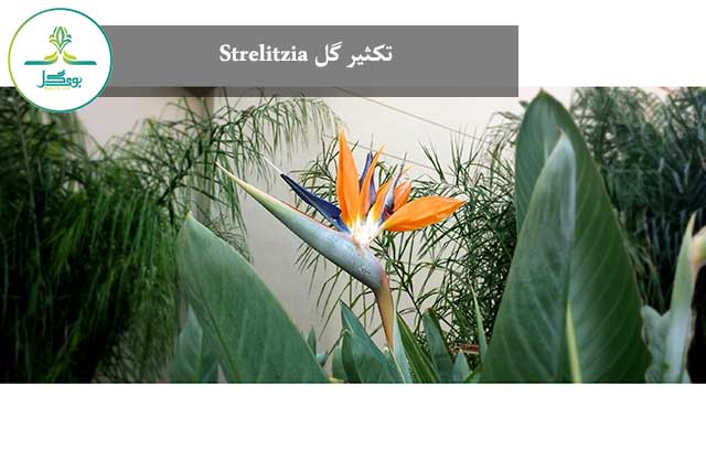 تکثیر گل Strelitzia 