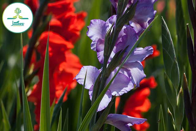 nature-grass-plant-flower-bloom-summer