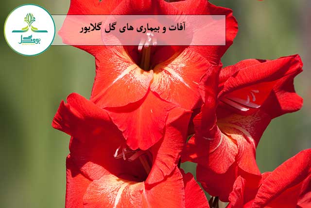 nature-plant-flower-petal-bloom-summer