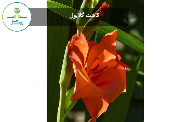 گل گلایول