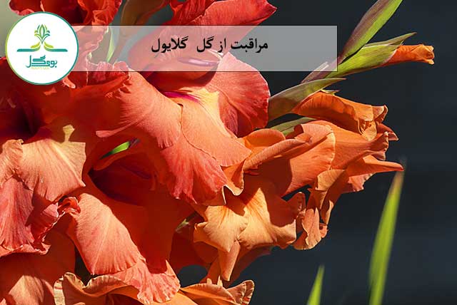 nature-plant-leaf-flower-petal-bloom